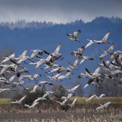 Sandhill Cranes, Vancouver Lake Lowlands, Winter 2022