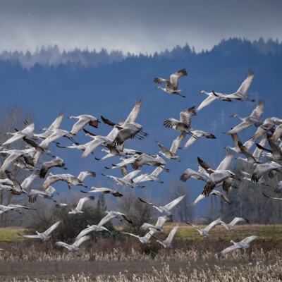 Sandhill Cranes, Vancouver Lake Lowlands, Winter 2022