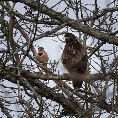 Flicker and Hawk, Vancouver Lake Lowlands, Winter 2022
