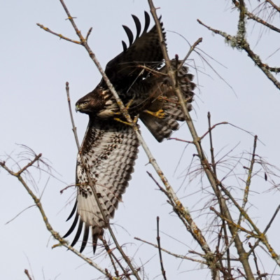 Hawk, Vancouver Lake Lowlands, Winter 2022