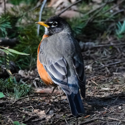 Robin, at Powell Butte, Spring 2023