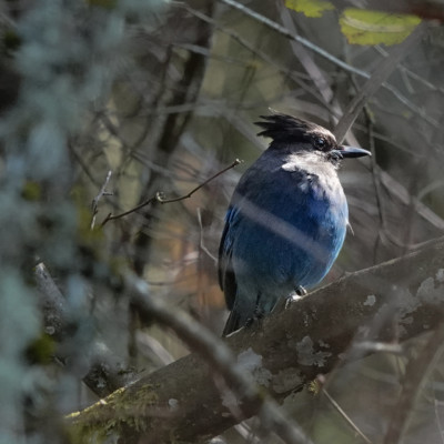 Steller's Jay at Powell Buute, Spring 2023