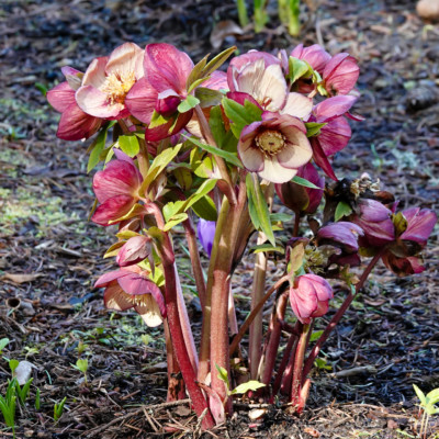 Hellabore at Leach Garden, Spring 2023