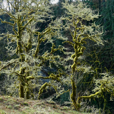 Lacamas Park, Washington, Spring 2023.