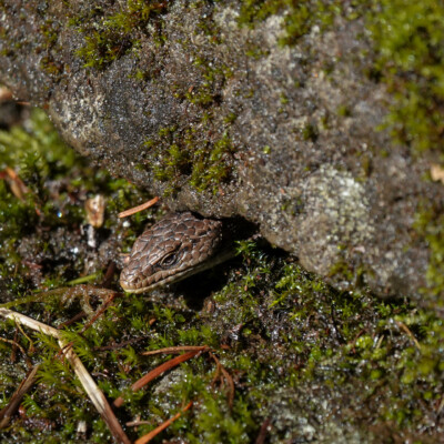 Lizard, at Lacamas Park, Washington, Spring 2023.
