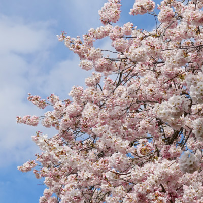 Cherry Blossoms on the Waterfront, Spring 2023