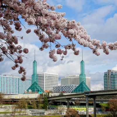 Cherry Blossoms on the Waterfront, Spring 2023