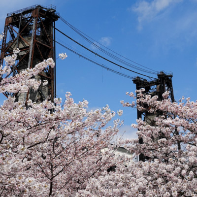 Cherry Blossoms on the Waterfront, Spring 2023