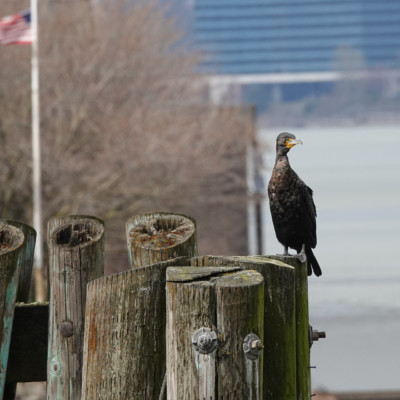 Cormorant, at Waterfront Park, Spring 2023