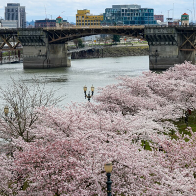 Cherry Blossoms on the Waterfront, Spring 2023