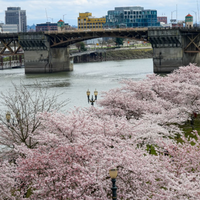 Cherry Blossoms on the Waterfront, Spring 2023