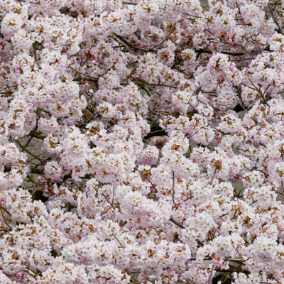 Cherry Blossoms on the Waterfront, Spring 2023