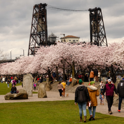 Cherry Blossoms on the Waterfront, Spring 2023