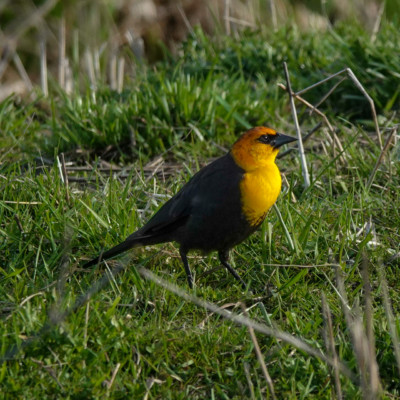 Yellow-headed Blackbird at Ridgefield NWR, Spring 2023.