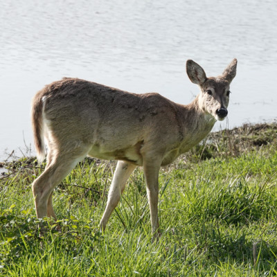 Deer at Ridgefield NWR, Spring 2023