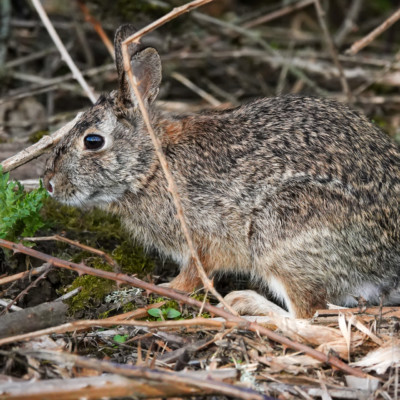 Rabbit at Ridgefield NWR, Spring 2023