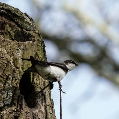 Bank Swallow, or maybe an immature female Tree Swallow, at Ridgefield NWR, Spring 2023.