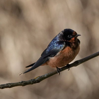 Barn Swallow at Ridgefield NWR, Spring 2023.