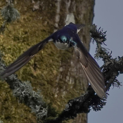 Tree Swallow, Ridgefield National Wildlife Refuge, Spring 2023.