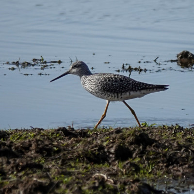 Yellowlegs at Ridgefield NWR, Spring 2023.