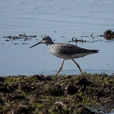Yellowlegs at Ridgefield NWR, Spring 2023.