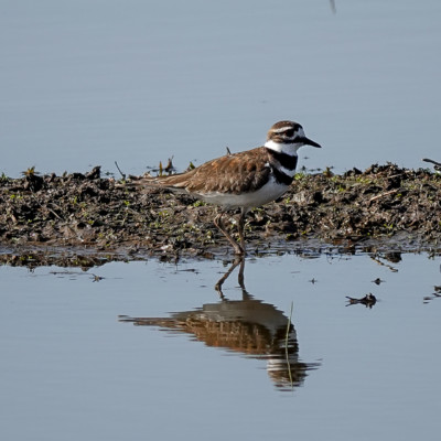 Killdeer at Ridgefield NWR, Spring 2023.