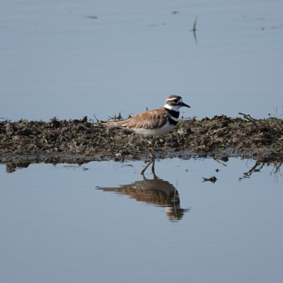Killdeer at Ridgefield NWR, Spring 2023.