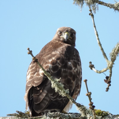 Red-Tail Hawk (?) at Ridgefield NWR, Spring 2023.