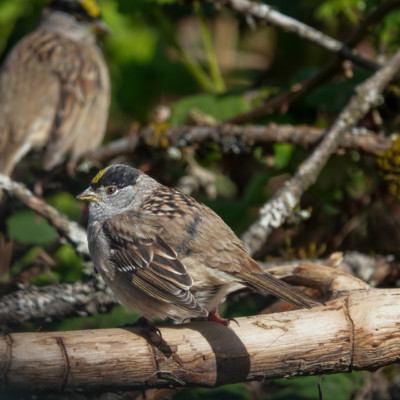 Golden-crowned Sparrow at Ridgefield NWR, Spring 2023.
