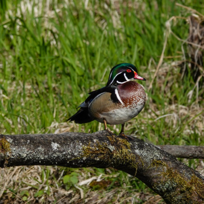 Wood Duck, at Ridgefield NWR, Spring 2023
