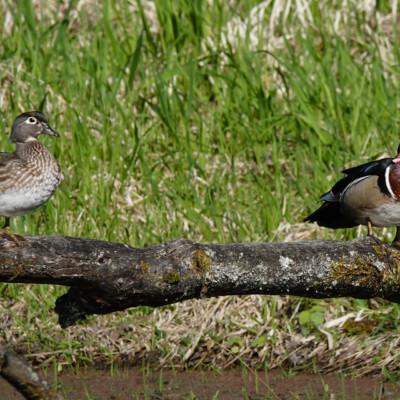 Two Wood Duck, at Ridgefield NWR, Spring 2023