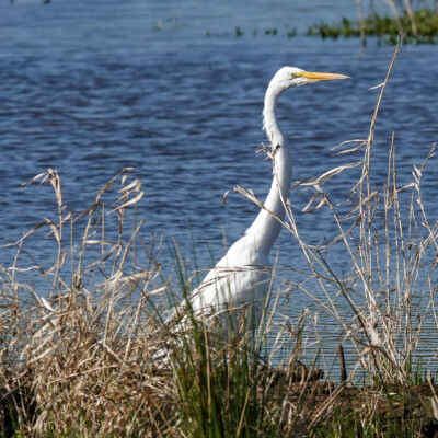 Egret, at Ridgefield NWR, Spring 2023