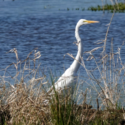 Egret, at Ridgefield NWR, Spring 2023