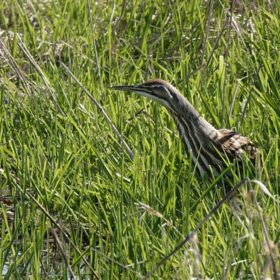 Bittern, at Ridgefield NWR, Spring 2023