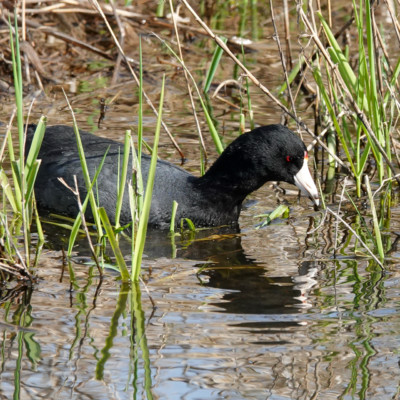 Coot, at Ridgefield NWR, Spring 2023