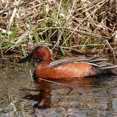 Cinnamon Teal, at Ridgefield NWR, Spring 2023