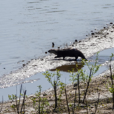 River Otter, at Ridgefield NWR, Spring 2023