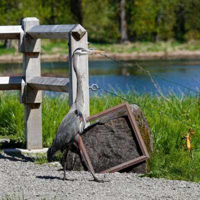 Heron, at Ridgefield NWR, Spring 2023