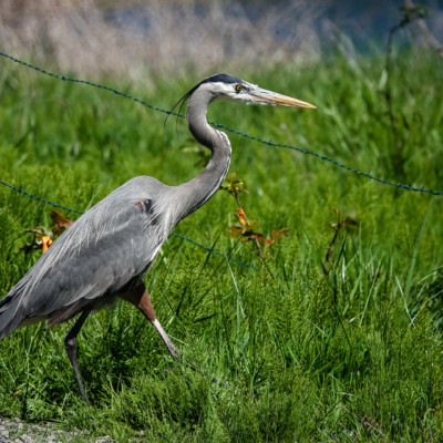 Heron, at Ridgefield NWR, Spring 2023