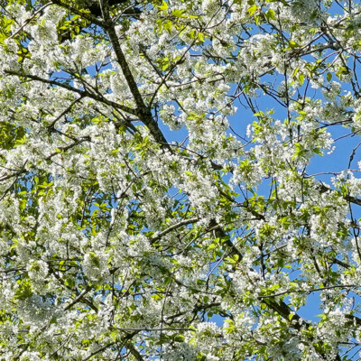 Flowering tree and blue sky, Steigerwald NWR, Spring 2023.