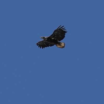 Eagle, Steigerwald NWR, Spring 2023.