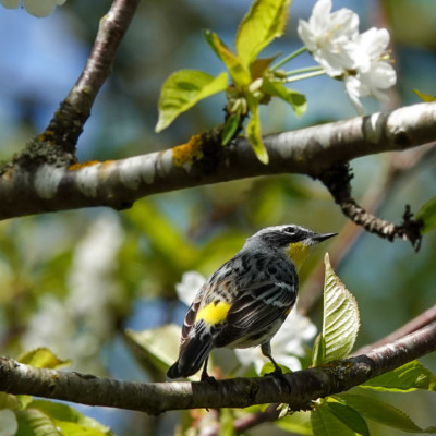 Yellow-rumped Warbler, Steigerwald NWR, Spring 2023.