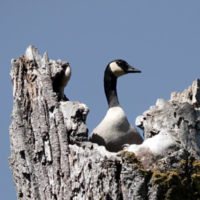 Canada Goose on a tree-top, Steigerwald NWR, Spring 2023.