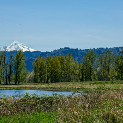 Mt. Hood, with Vista House barely visible on the gorge, from Steigerwald NWR, Spring, 2023