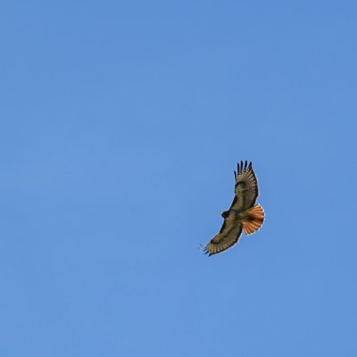 Red-tailed Hawk, Steigerwald NWR, Spring 2023.