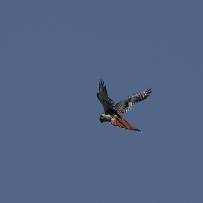 Kestrel, Steigerwald NWR, Spring 2023.