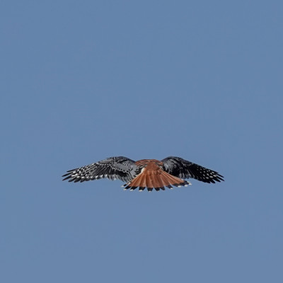 Kestrel, Steigerwald NWR, Spring 2023.