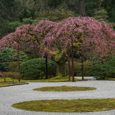 Japanese Garden, Spring 2023