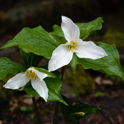 Japanese Garden, Spring 2023