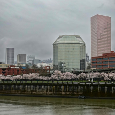 Cherry Blossoms on the Waterfront, Spring 2023